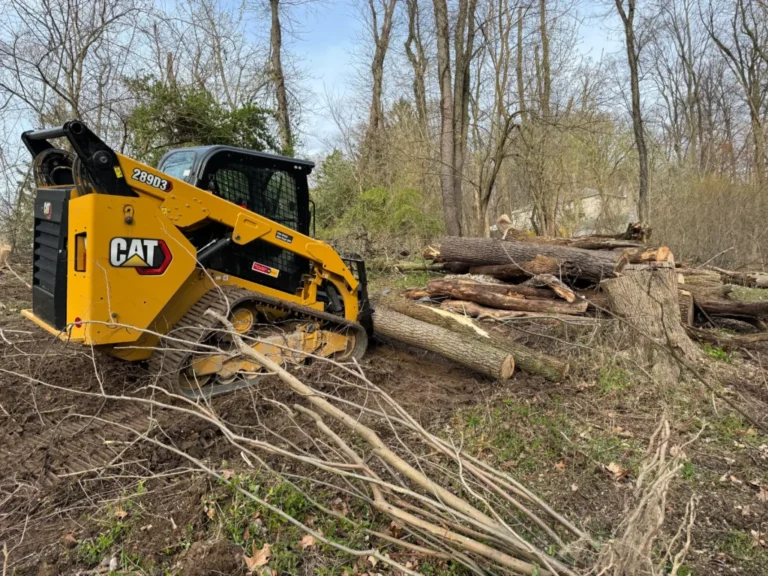 forest clearing
